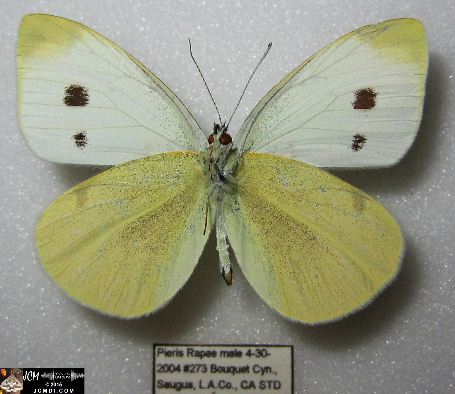 Cabbage Butterfly (Pieris rapae) adult insect, mounted male verso